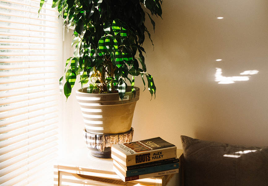 Big leafy plant next to books